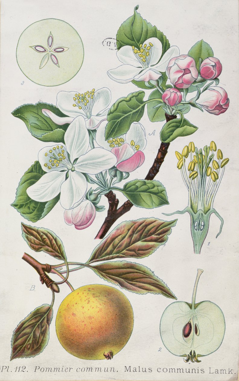 Jabloň (Malus Communis) (barevná rytina) od French School