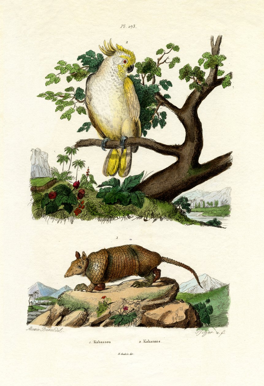 Pásovec, 1833-39 od French School