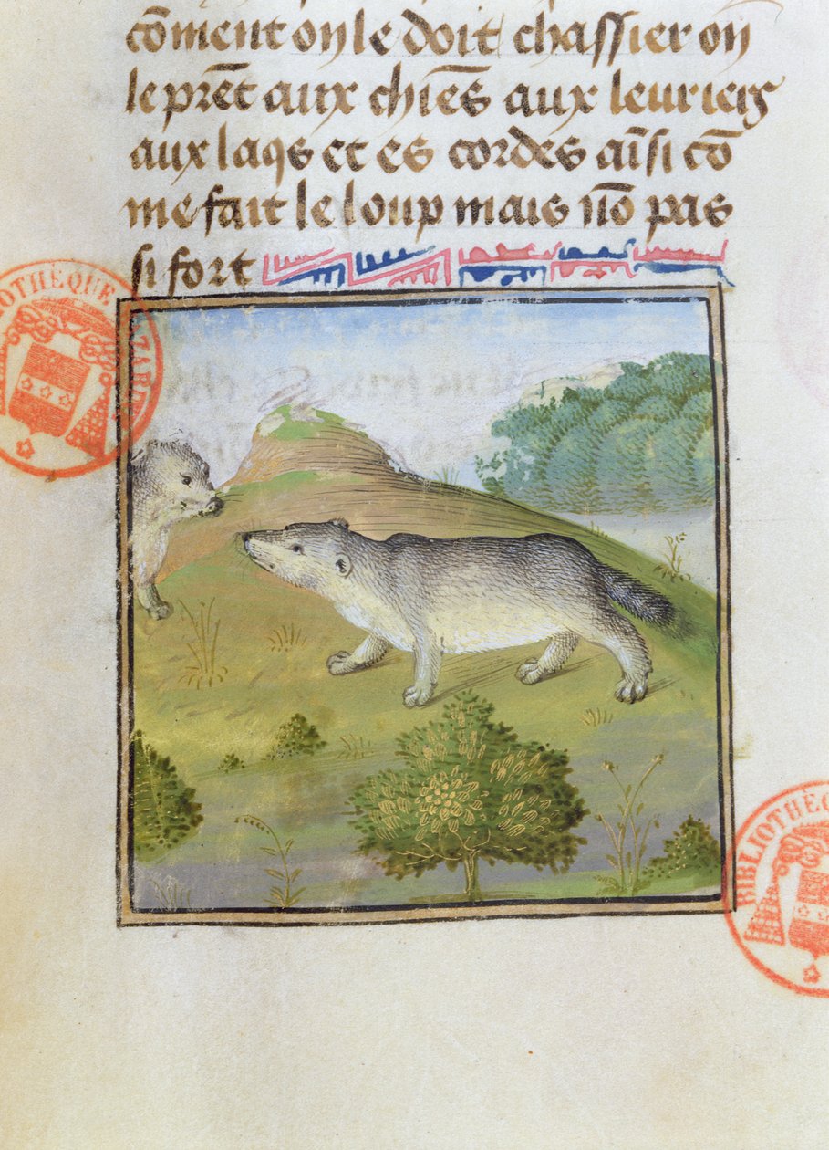 Jezevci, z Livre de la Chasse od Gastona Phebuse de Foix (1331-91) od French School