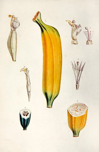 Banán z „Flore des Antilles“ od Françoise Richarda de Tussac od French School