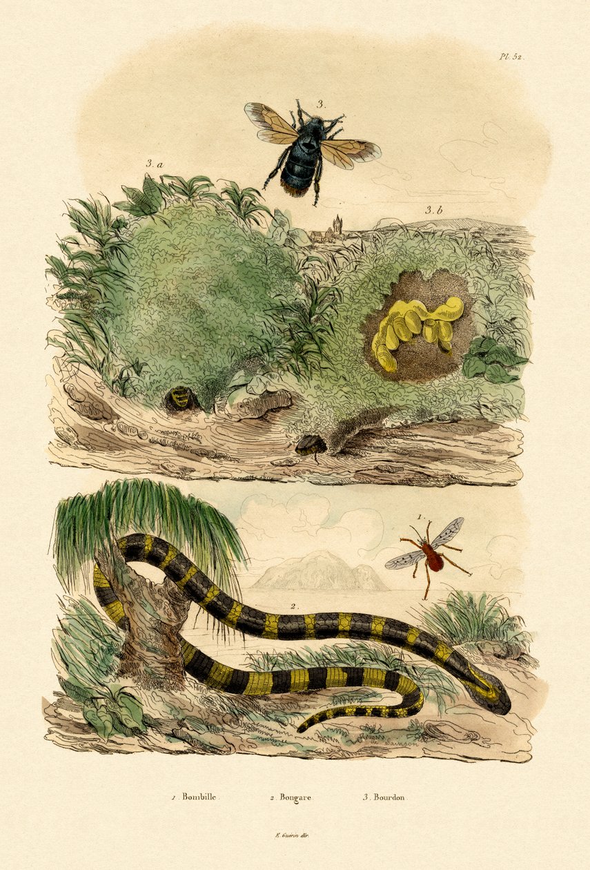 Páskovaný Krait, 1833-39 od French School