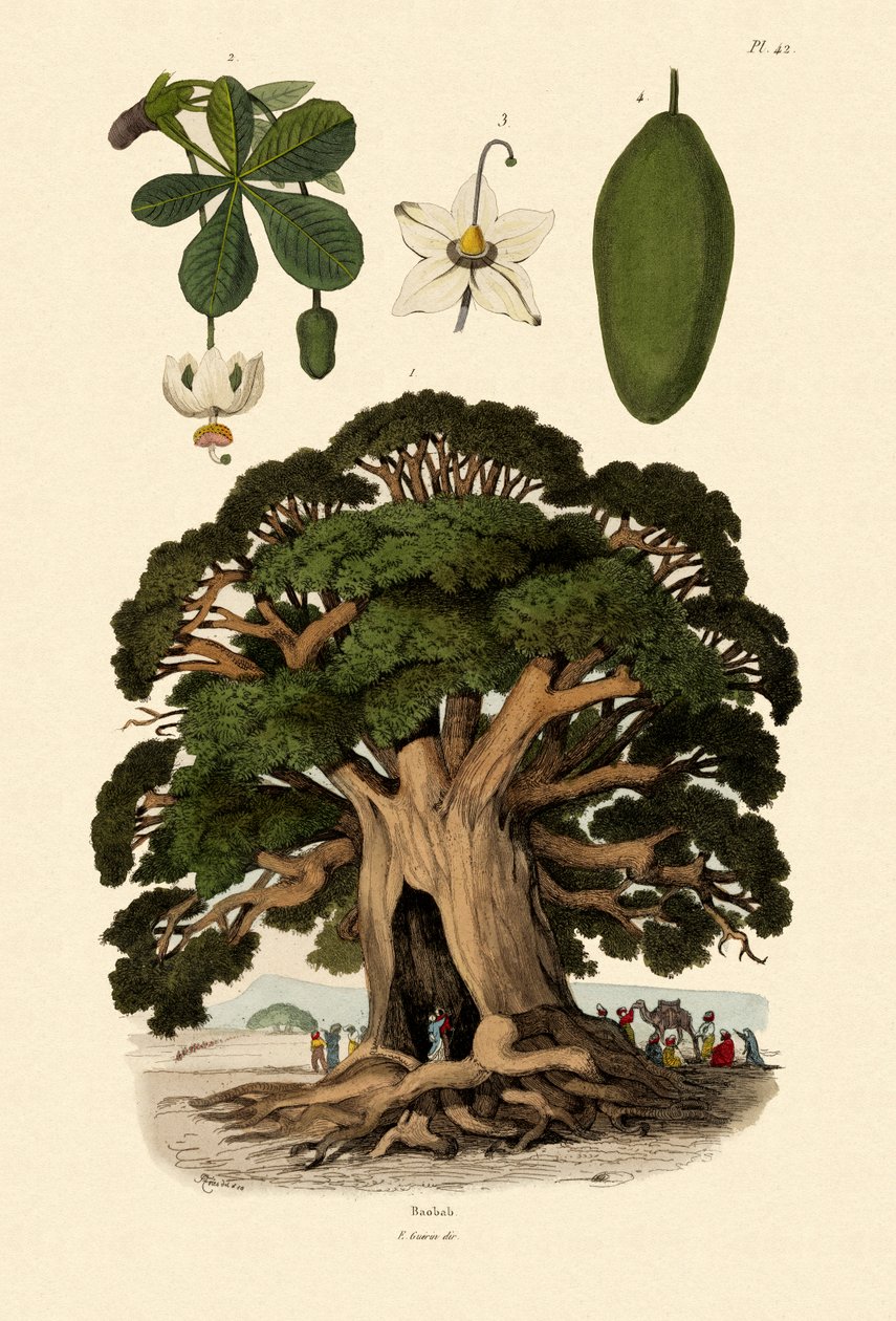 Strom Baobab, 1833-39 od French School