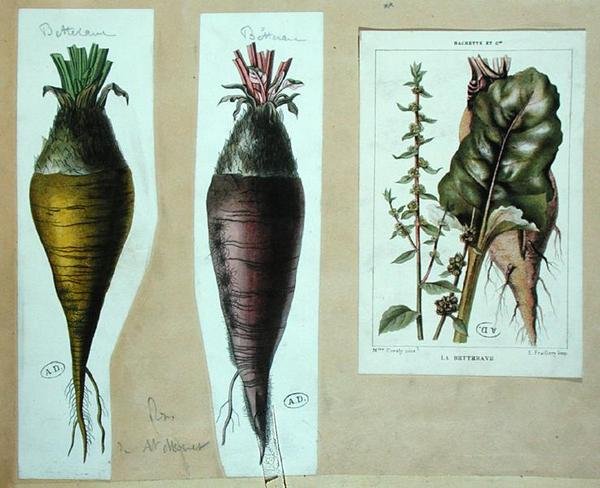 Červená řepa, tři botanické desky (barva litho) od French School