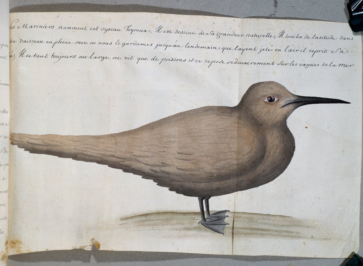 Pták Foyroux (rybák), mys Frio, Brazílie, akvarel z lodního deníku Jacquese Gouina de Beauchesne (1652-1730), kapitána Compagnie royale de la Mer du Sud, 1698-1701, Francie. od French School