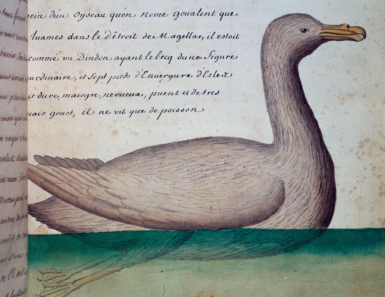 Pták zvaný Goualent, Magellanův průliv, akvarel z lodního deníku od Jacquese Gouina de Beauchesne (1652-1730), kapitána Compagnie royale de la Mer du Sud, v letech 1698 až 1701, Francie od French School