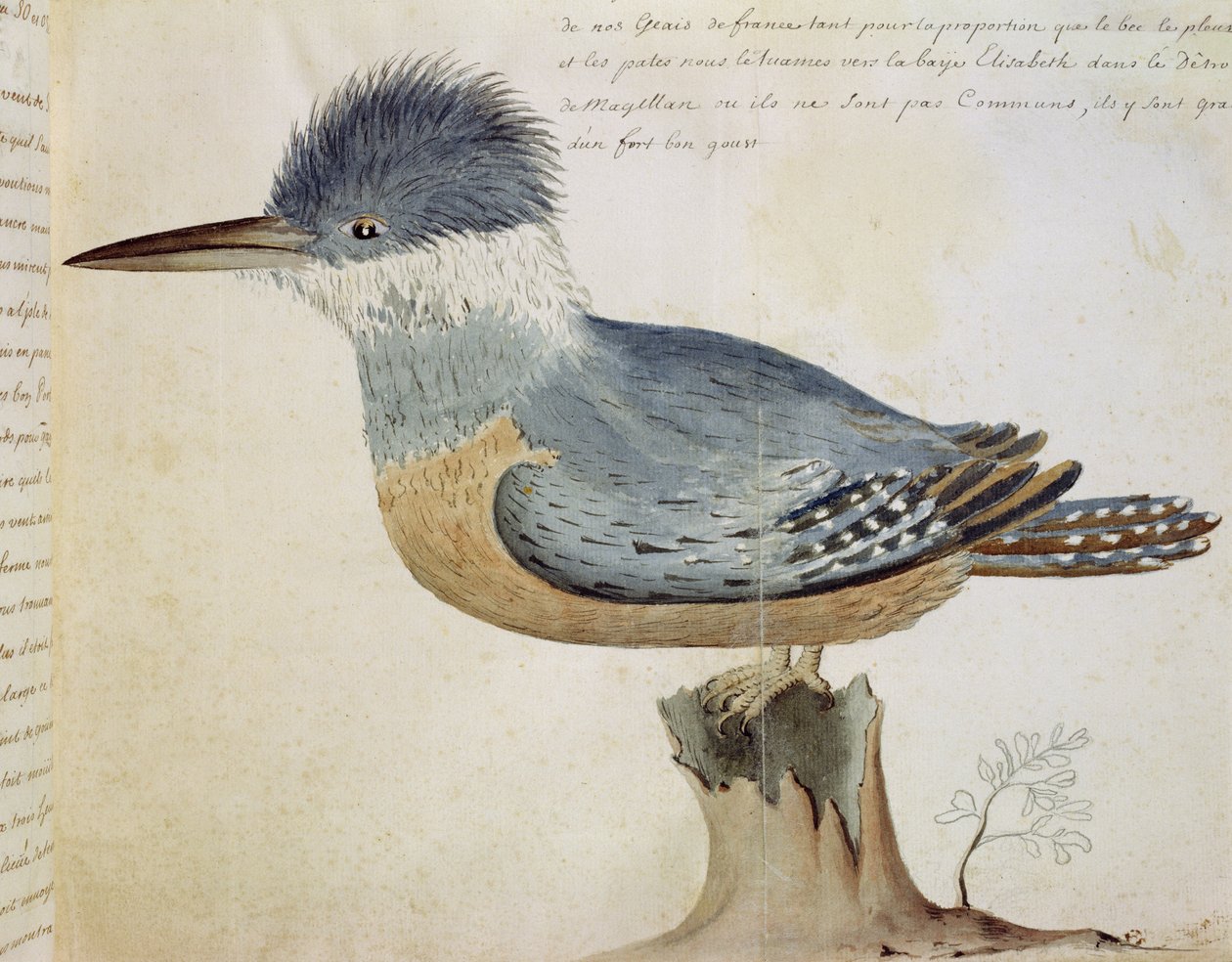 Bird, poblíž Jay of France, poblíž Magellanského průlivu (wc na papíře) od French School