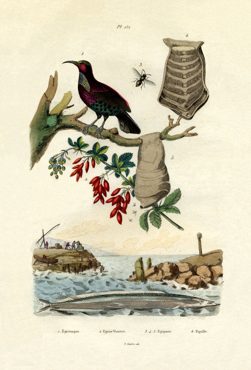 Bird of Paradise, 1833-39 od French School