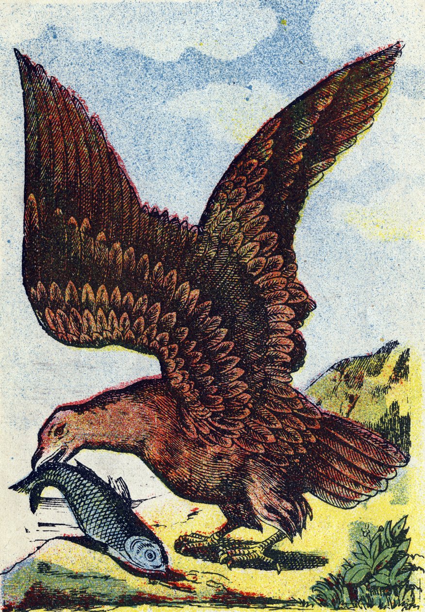 Dravý pták . Rytina v "Alphabet des oiseaux". Vyobrazení Pont-a-Mousson, Marcel a/nebo Louis Vagne, tiskař-vydavatel, konec 19. století. 16 stran. Rozměr: 20,5 x 14 cm od French School