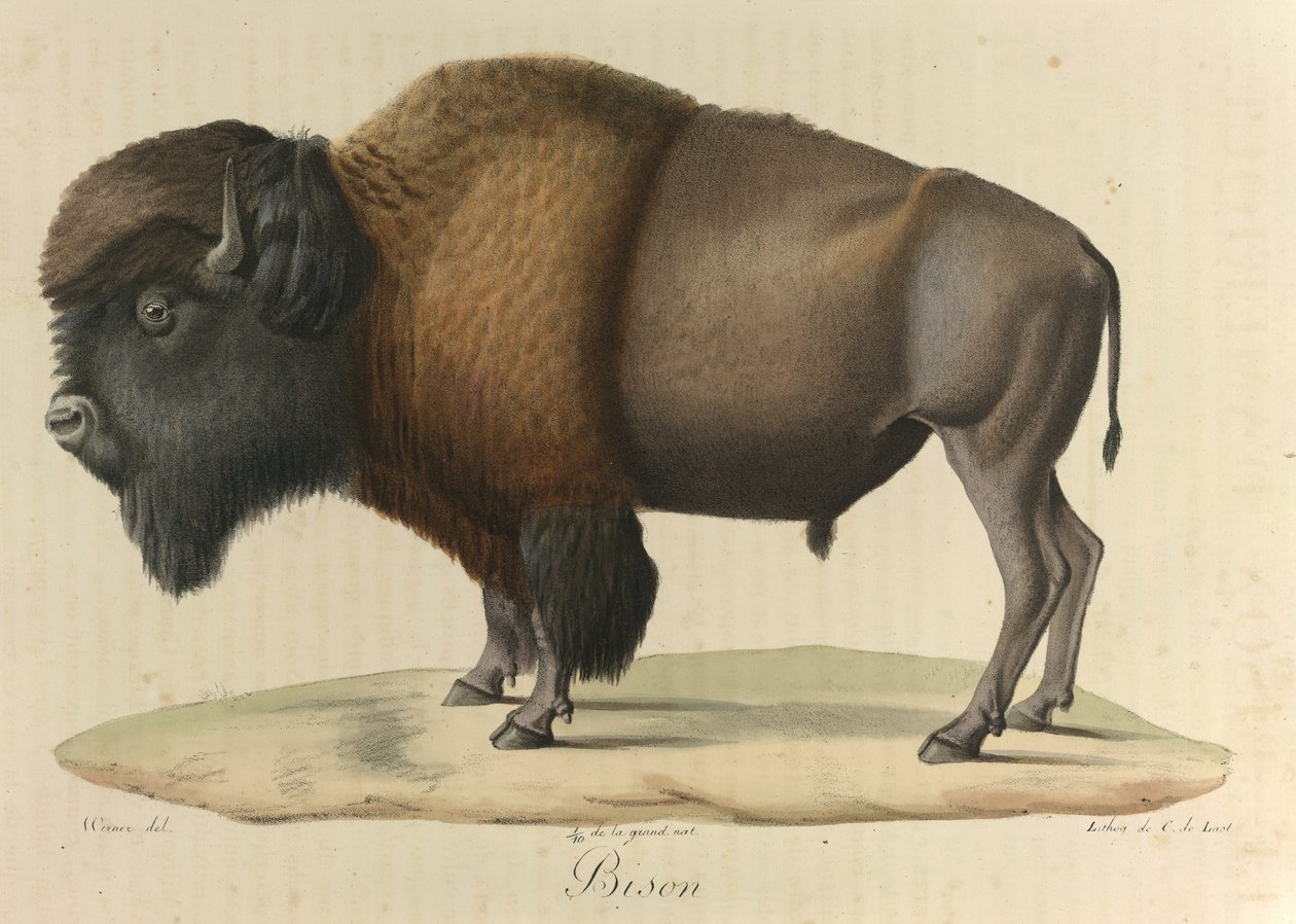 Bison, z „Přírodní historie savců“ (barevné lito) od French School
