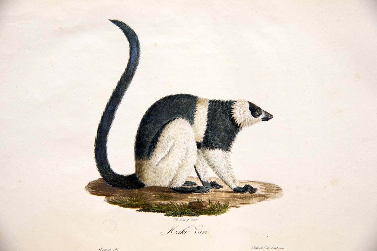 Černobílý lemur bělohlavý, z Histoire Naturelle des Mammifères, avec des figure originales, Étienne Geoffroy Saint-Hilaire & Frédéric Cuvier, 1824-42 od French School
