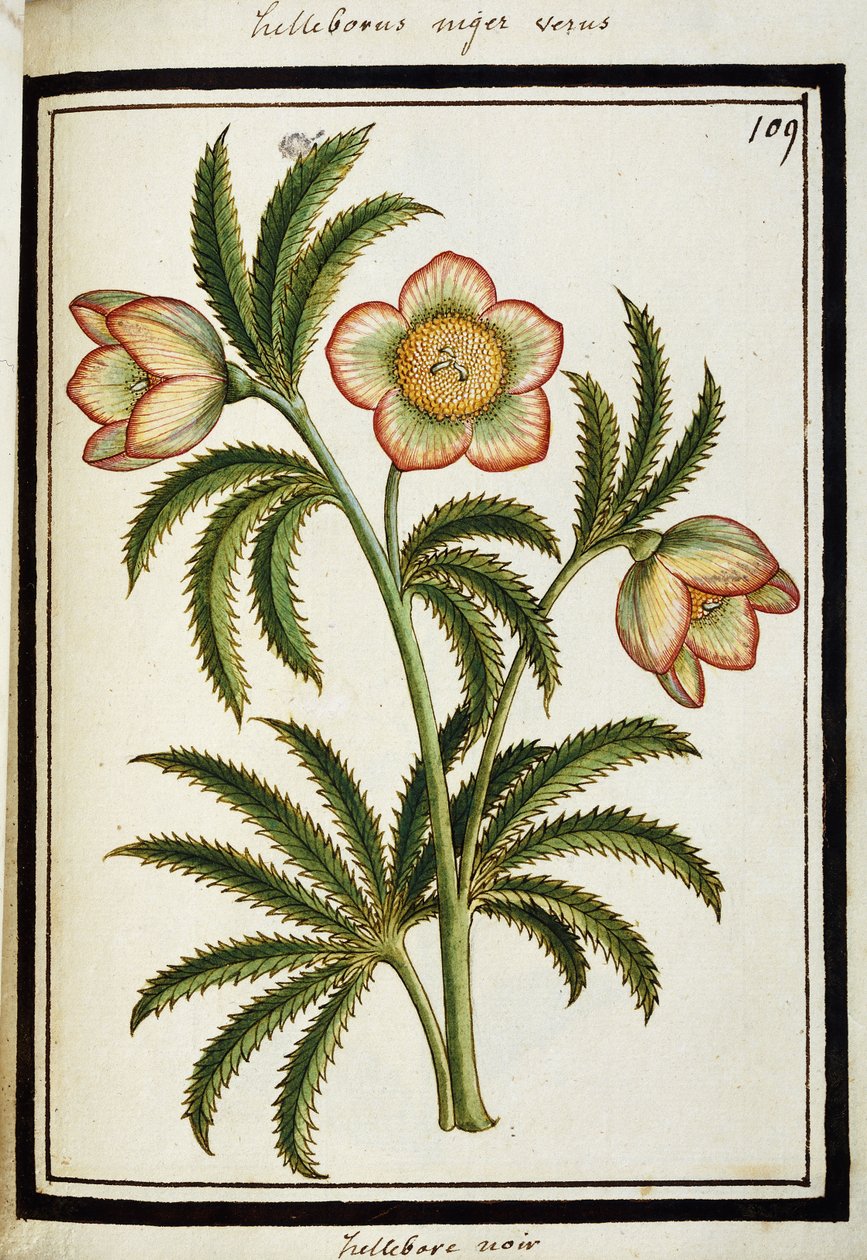 Čemeřice černá, kolem roku 1700 od French School