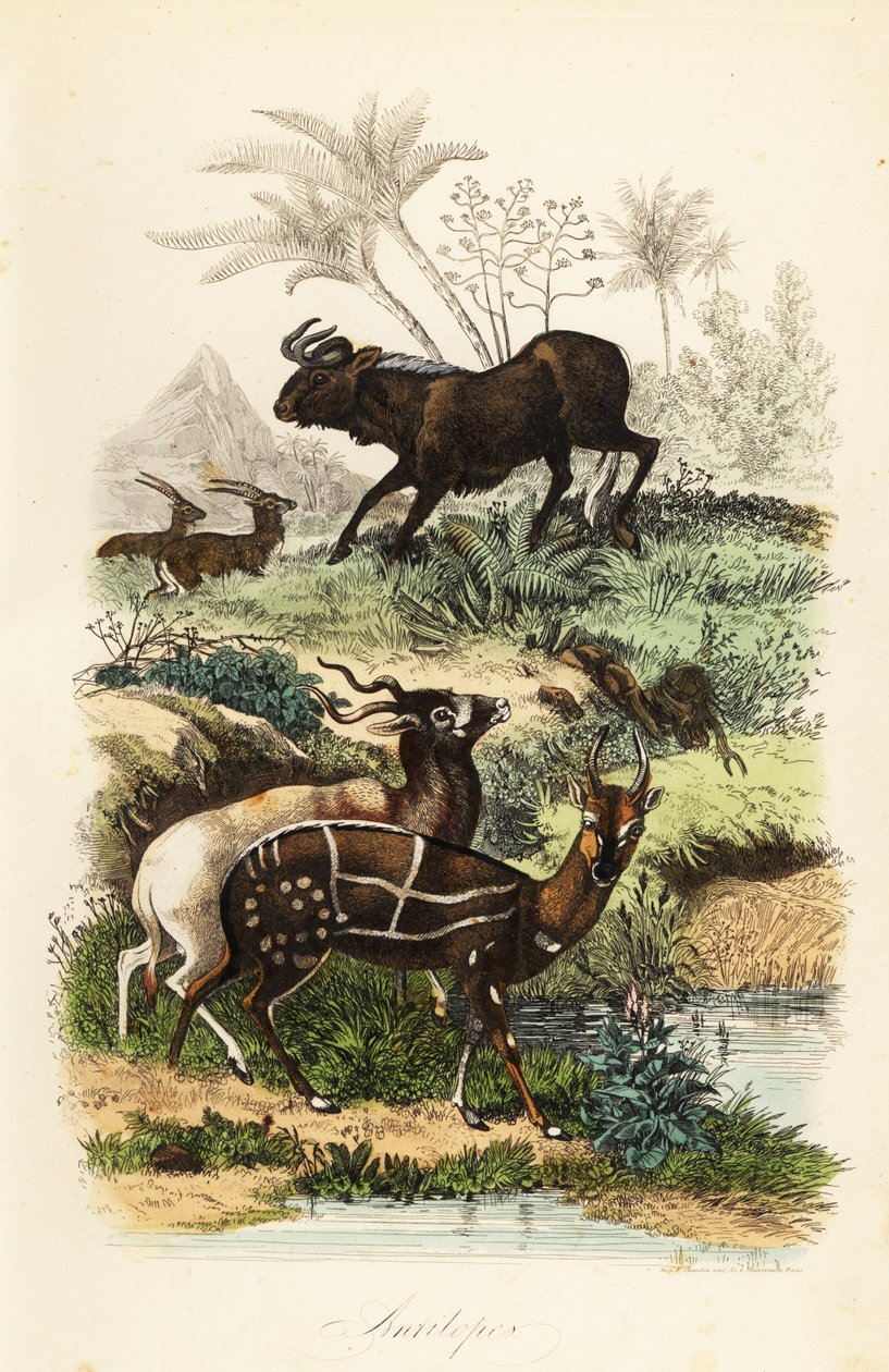 Pakoň černý, Connochaetes gnou, kriticky ohrožená antilopa Addax nebo šrouborožec, Addax nasomaculatus a křovinořez nebo kewel, Tragelaphus scriptus od French School