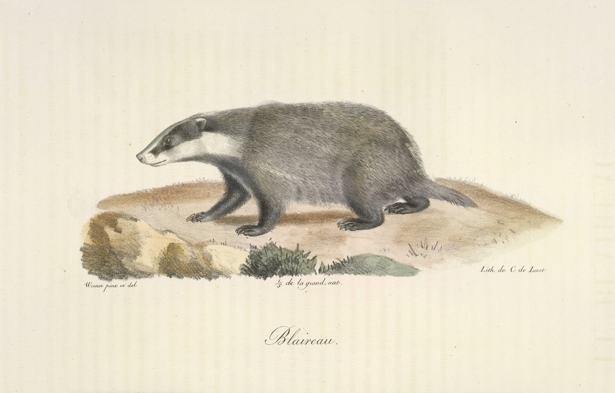 Badger, Badger, z Natural History of savců (color litho) od French School