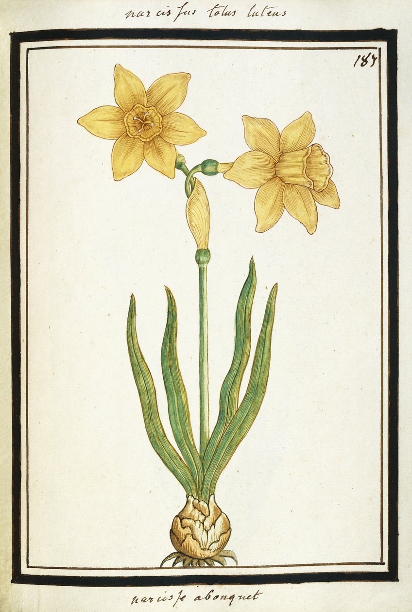 Bouquet Narcissus, cca 1700 (kresba akvarelem, černě rámováno) od French School