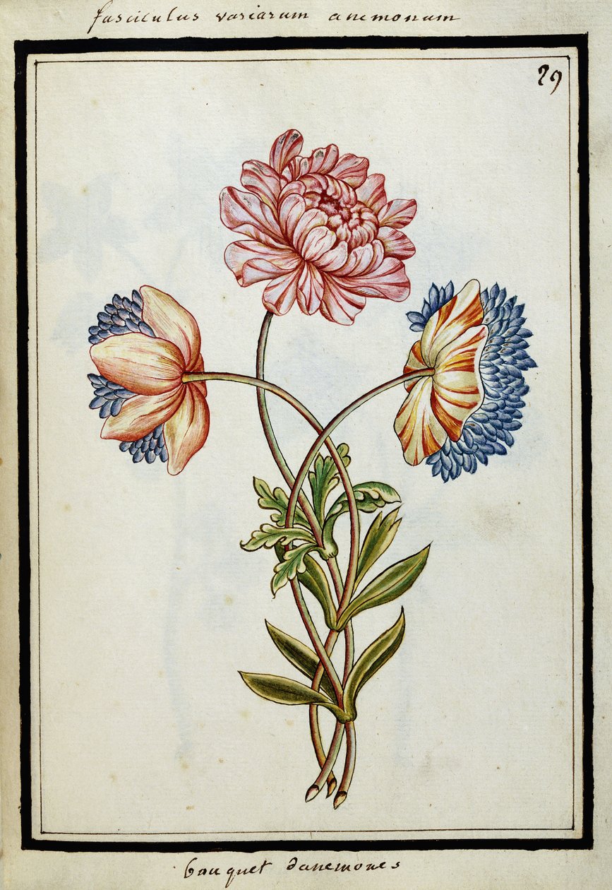 Kytice sasanek, cca 1700 od French School