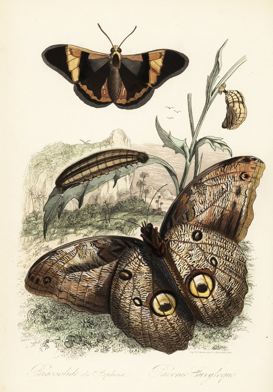 Brassolis sophorae motýl, kukla a larva housenka od French School