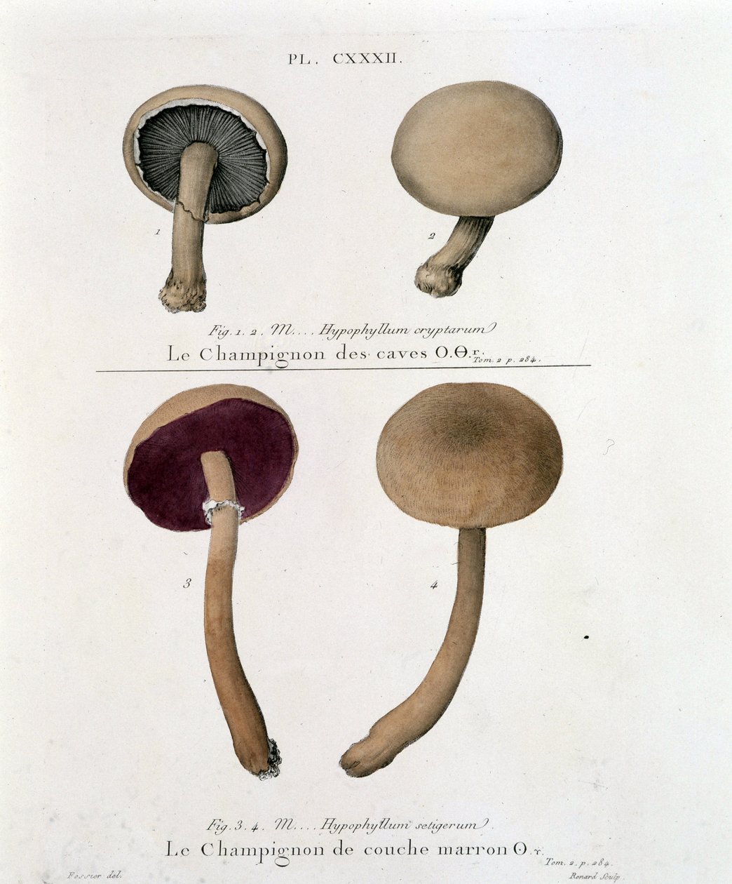 Houba hnědá – v „Treat des champignons““ od Jeana Jacquese Pauleta z konce 18. století od French School