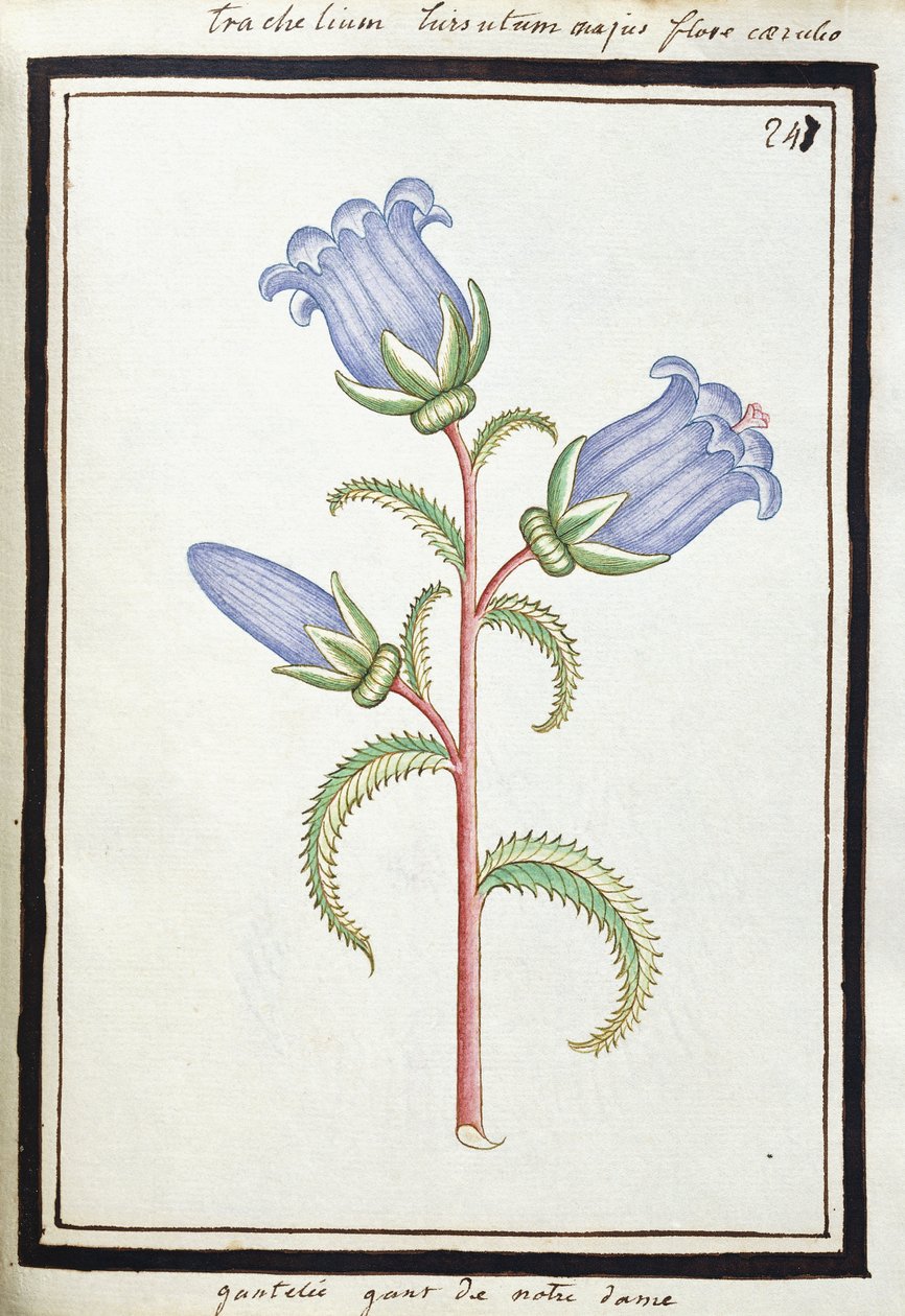 Campanula Trachelium, cca 1700 (kresba akvarelem, černě rámováno) od French School