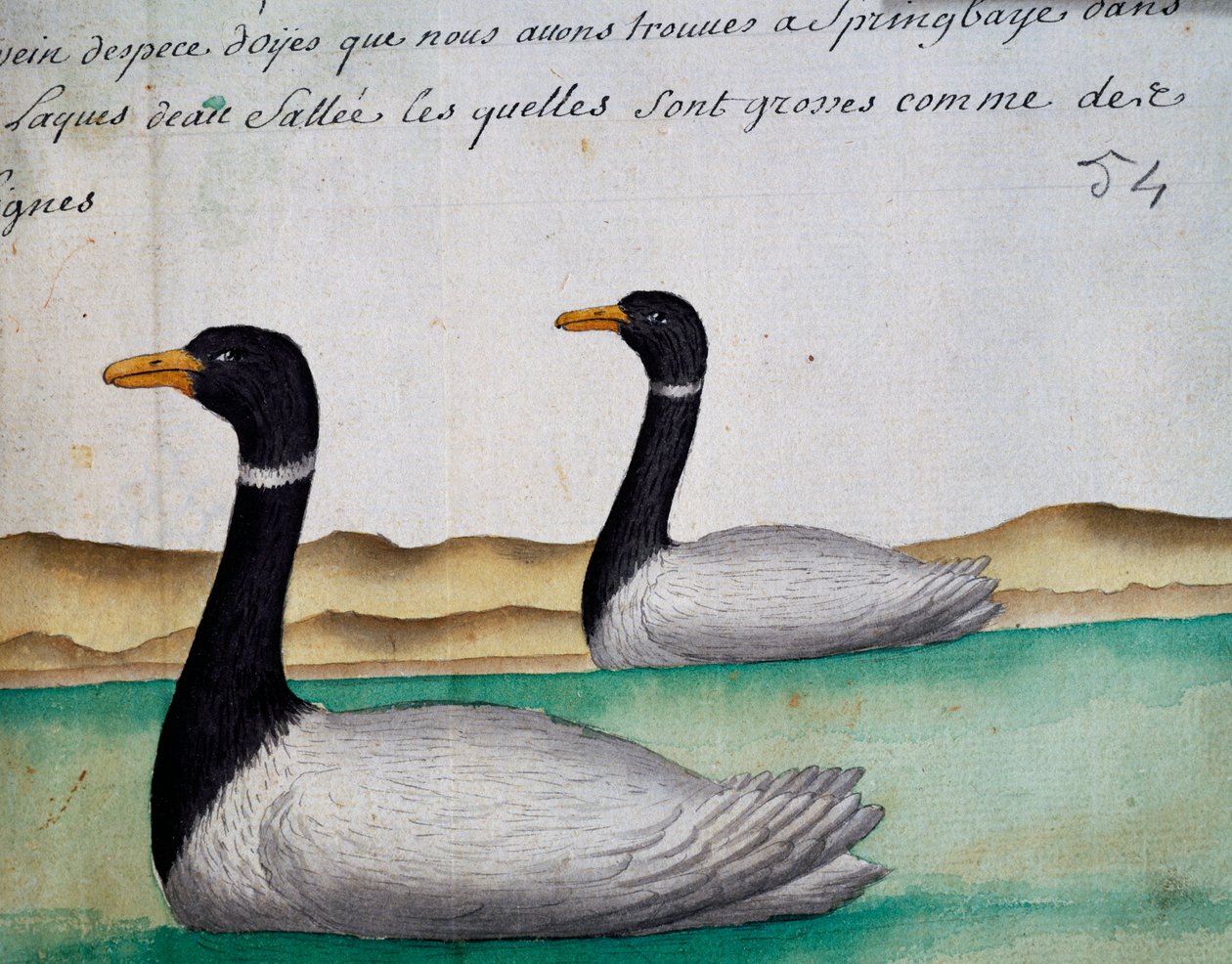 Canada Geese, Springbaye, oblast Salt Lakes, akvarel z deníku Jacques Gouin de Beauchesne (1652-1730), kapitán Compagnie royale de la Mer du Sud, od roku 1698 do roku 1701, Francie od French School