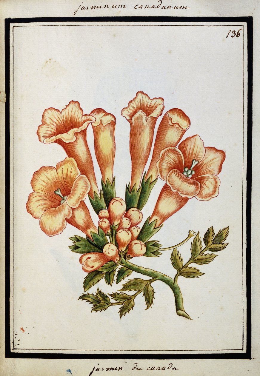 Kanadský jasmín, kolem roku 1700 od French School