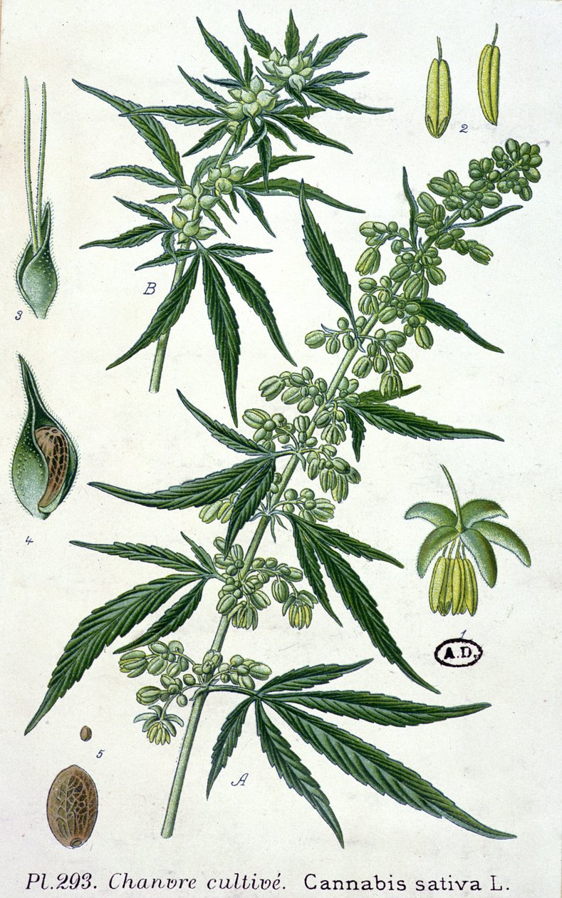 Cannabis sativa, botanická deska od French School