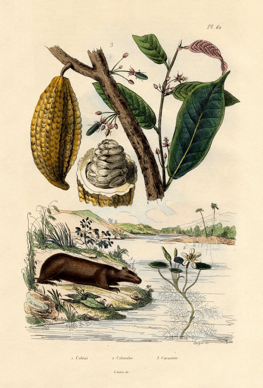Kapybara, 1833-39 od French School