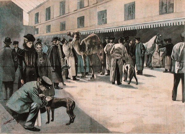 Péče o velblouda na Ecole Nationale Veterinaire d