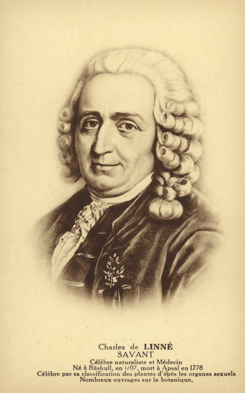 Carl Linnaeus (1707-1778), švédský botanik a zoolog (litografie) od French School
