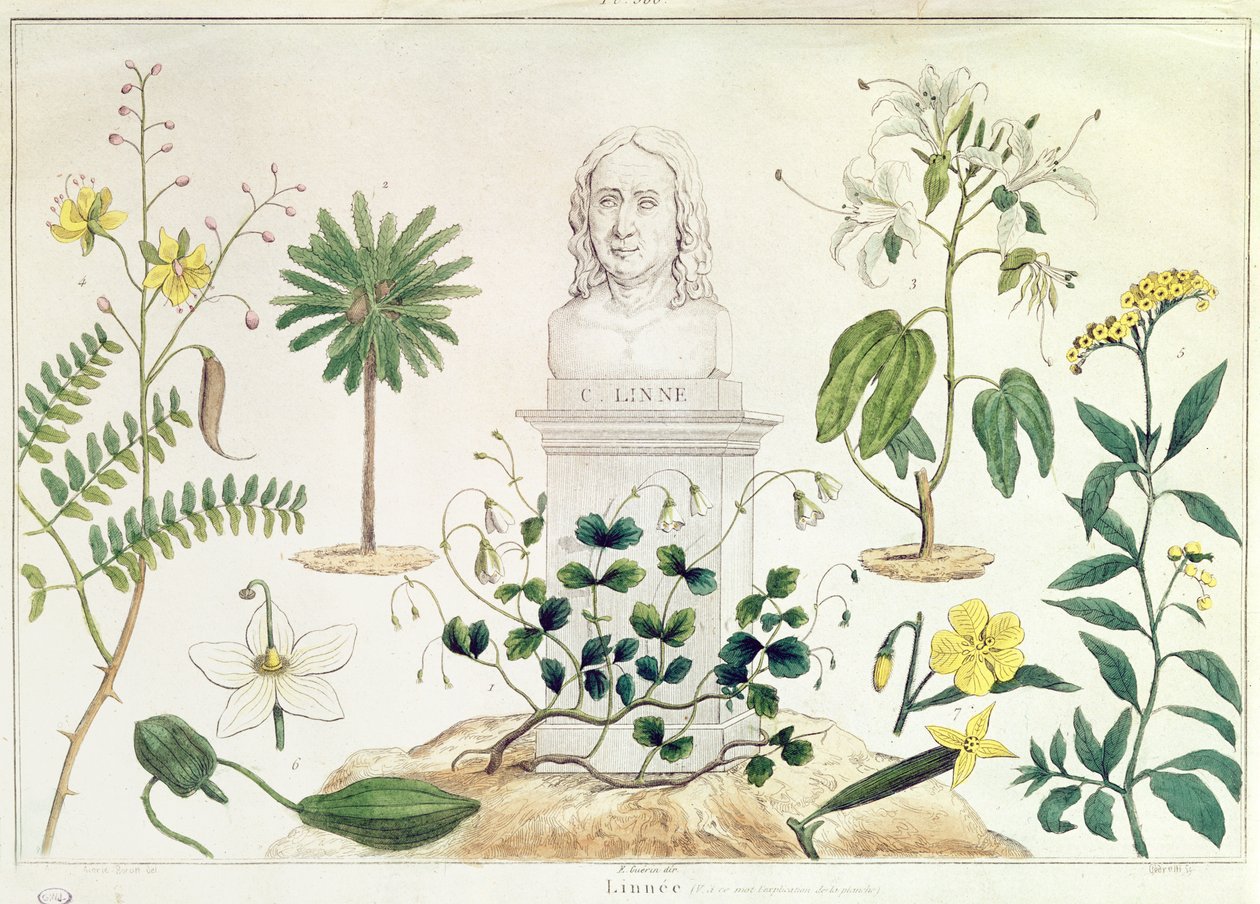 Carolus Linnaeus (1707-78) obklopen některými z rostlin, které klasifikoval (barevná rytina) od French School
