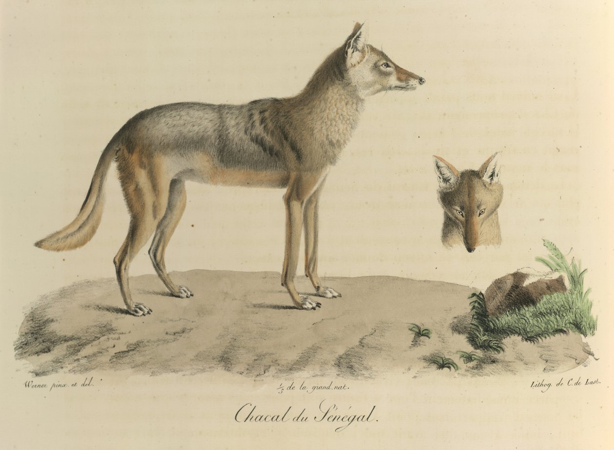 Šakal ze Senegalu. Šakal ze Senegalu, z Přírodní historie savců (barva litho) od French School