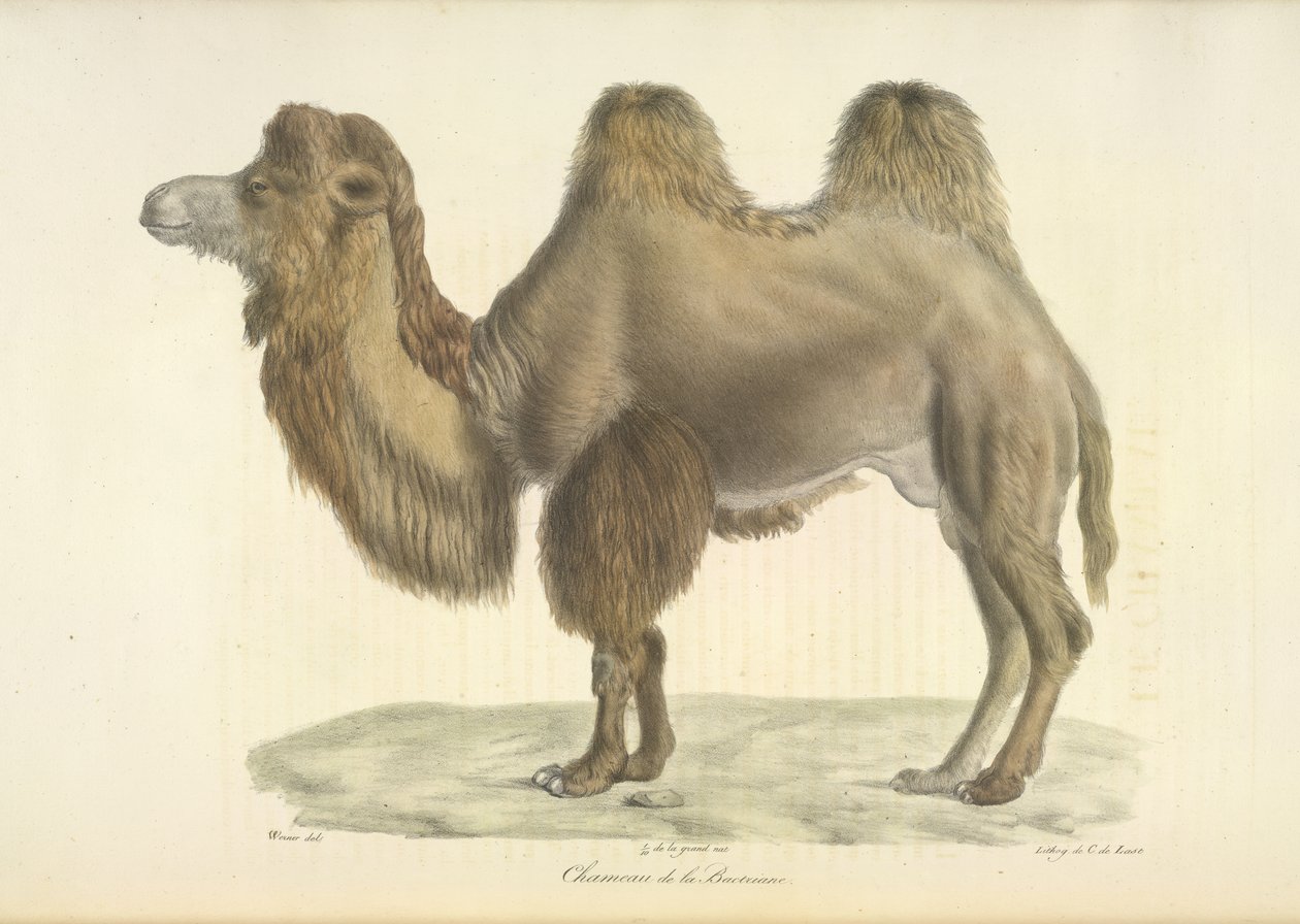 Velbloud dvouhrbý, Velbloud dvouhrbý, z Přírodní historie savců (barva litho) od French School
