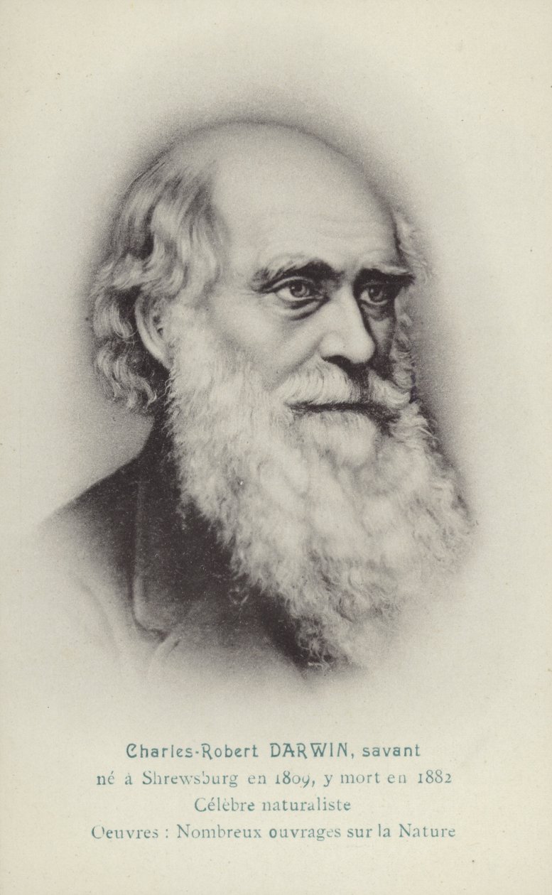 Charles Darwin (1809-1882), anglický přírodovědec (litografie) od French School