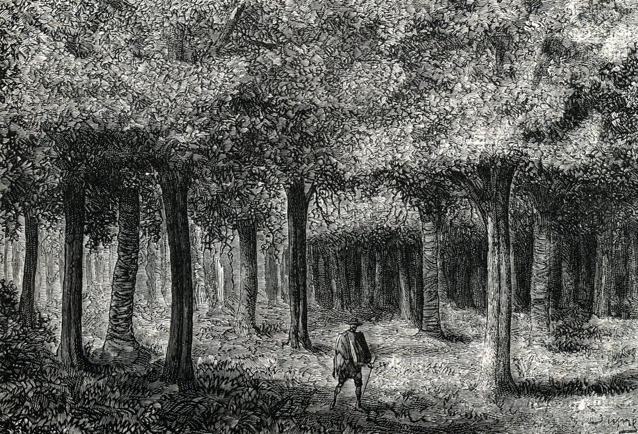 Les cinchona produkující kůru mochyně pro léčbu malárie, Peru (rytina) 1888 od French School
