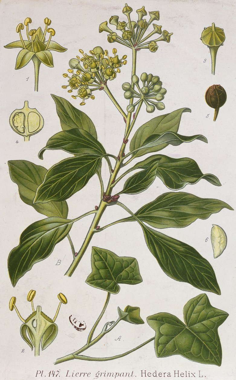 Lezení Ivy od French School