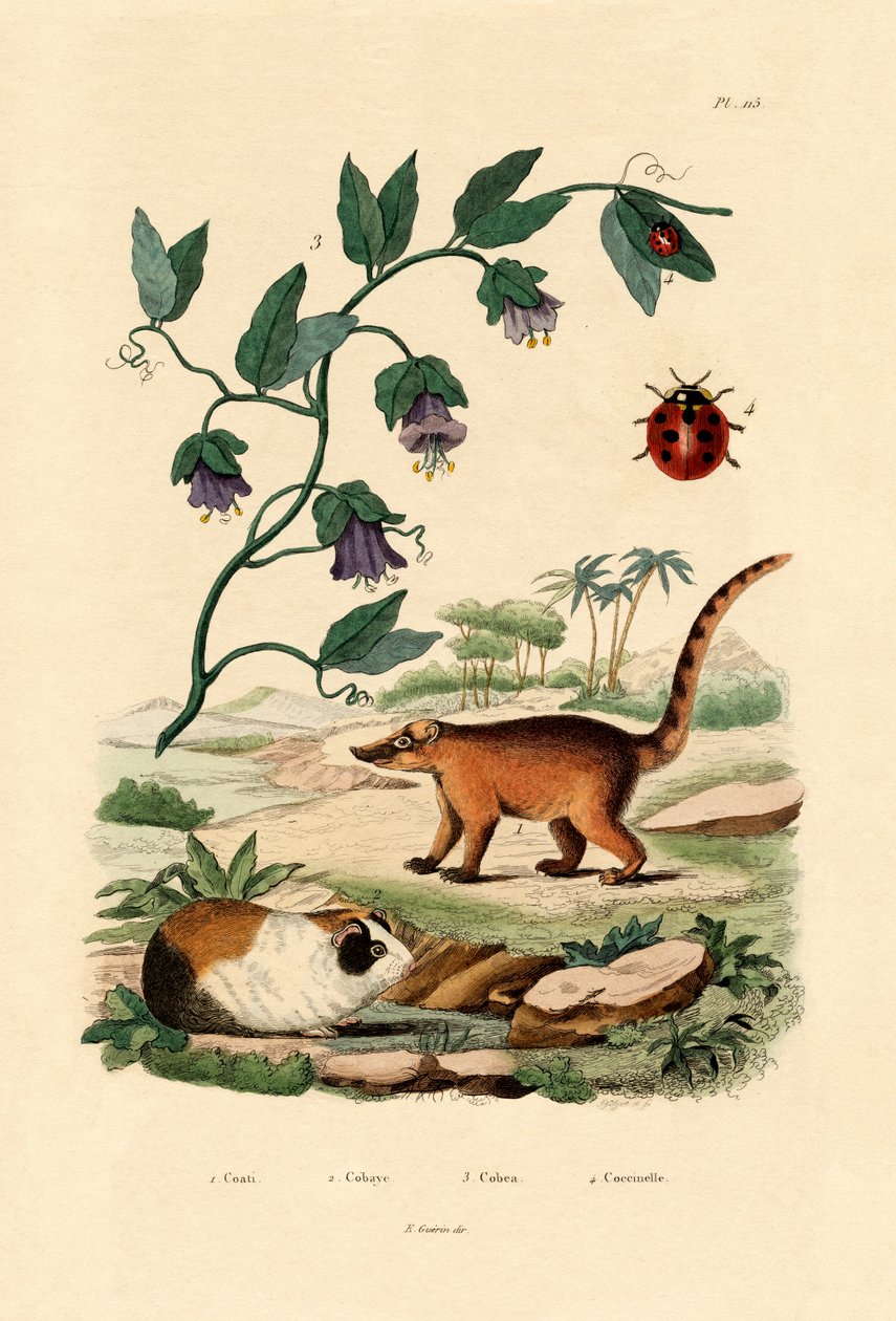Coati, 1833-39 od French School