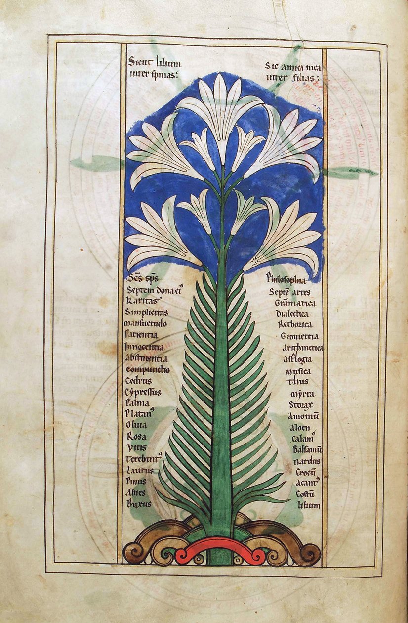 Treska. Guelf. 1 Gud. lat. (31v) , Lily (lilie longiflorum), z Liber Floridus od Lamberta de Saint-Omer c.1120 od French School