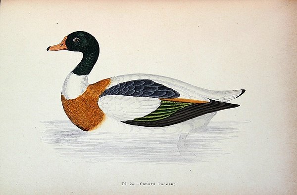 Shelduck obecný (barevné rytí) od French School
