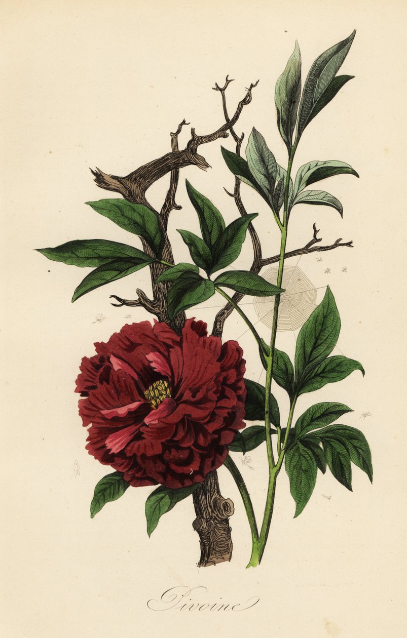Pivoňka lékařská, Paeonia officinalis, s pavučinou od French School
