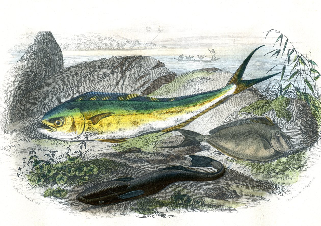 Coryphene Hippurus (pražma koryfénová, ryby velbloudovité) - En bas: echeneis remora et le nason licornet - Talíř extrahovaný z přírodní historie Bernardem Germainem de Lacepede (1856-1925), vydání P.Furme, Paříž od French School