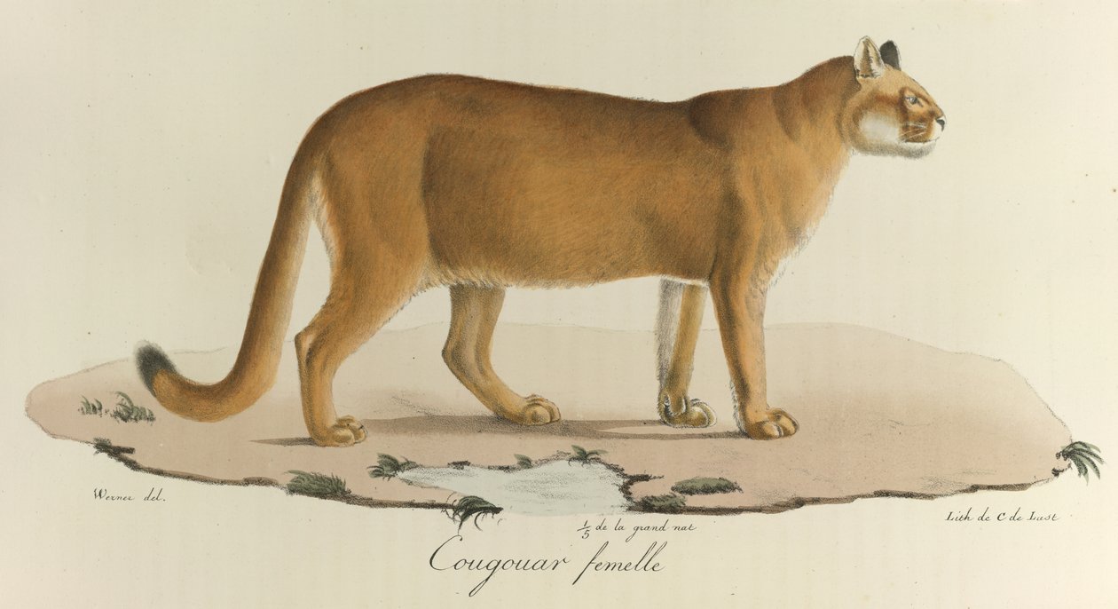 Cougar, puma samice, z 