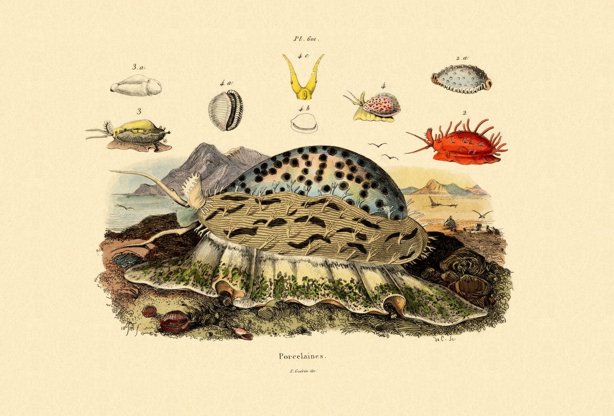 Cowrie Shells, 1833-39 od French School