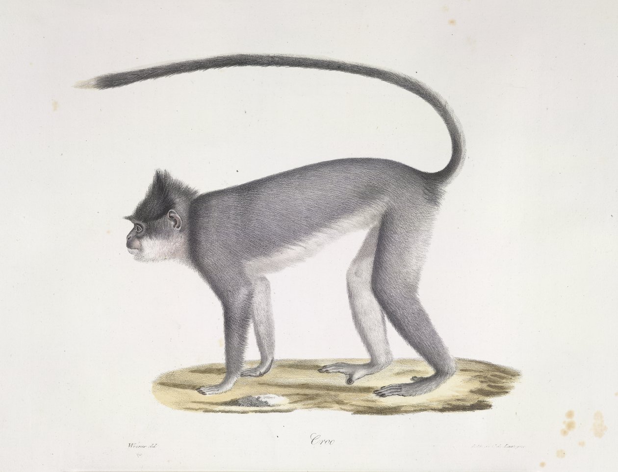 Croo. Opice, z přírodní historie savců (barva litho) od French School