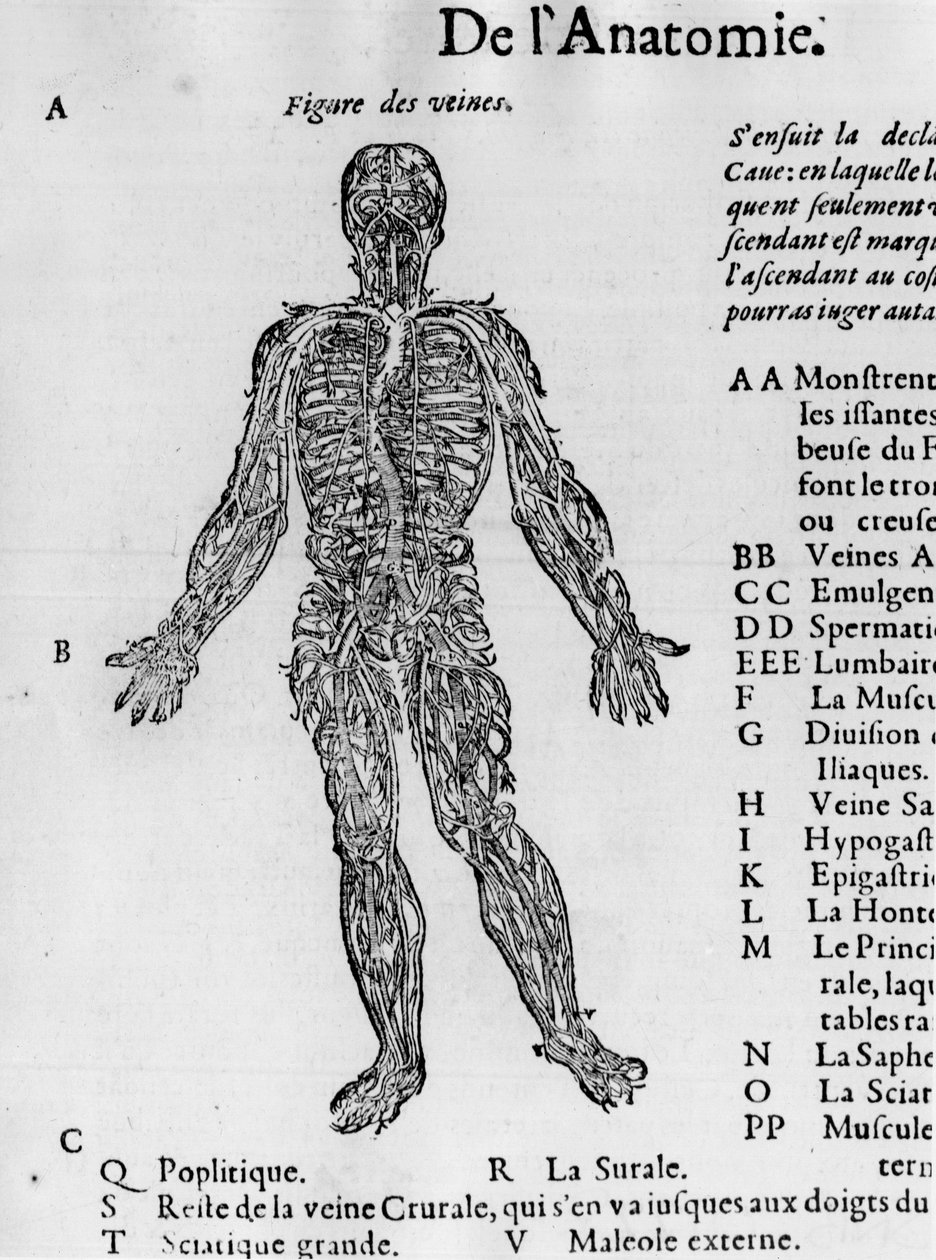 Řezání lidského těla: krevní systém, žíly. -v „Medical Treatise“ od Ambroise Paré, kolem roku 1560. od French School