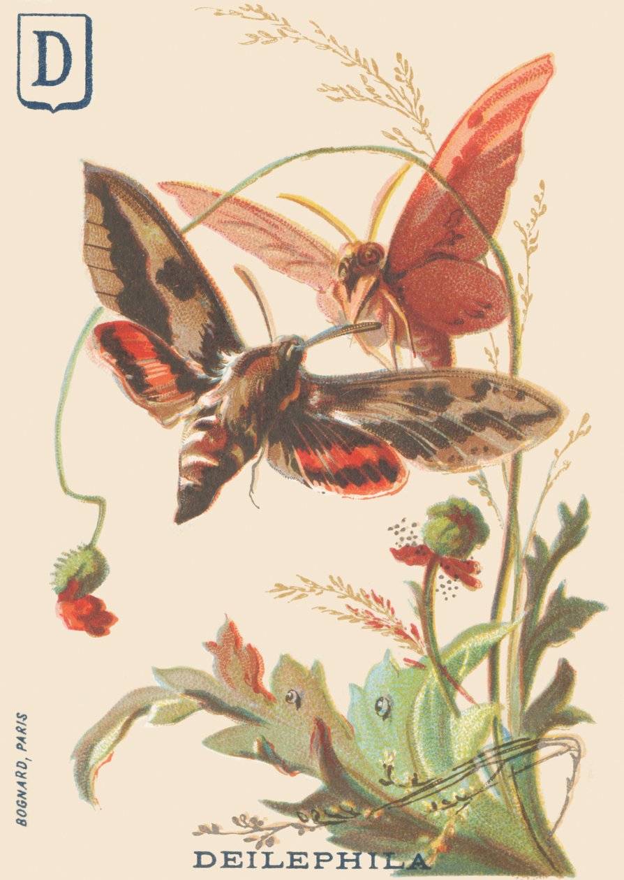 D: Deilephila (Deilephila elpenor nebo Velká sfinga vinné révy) od French School