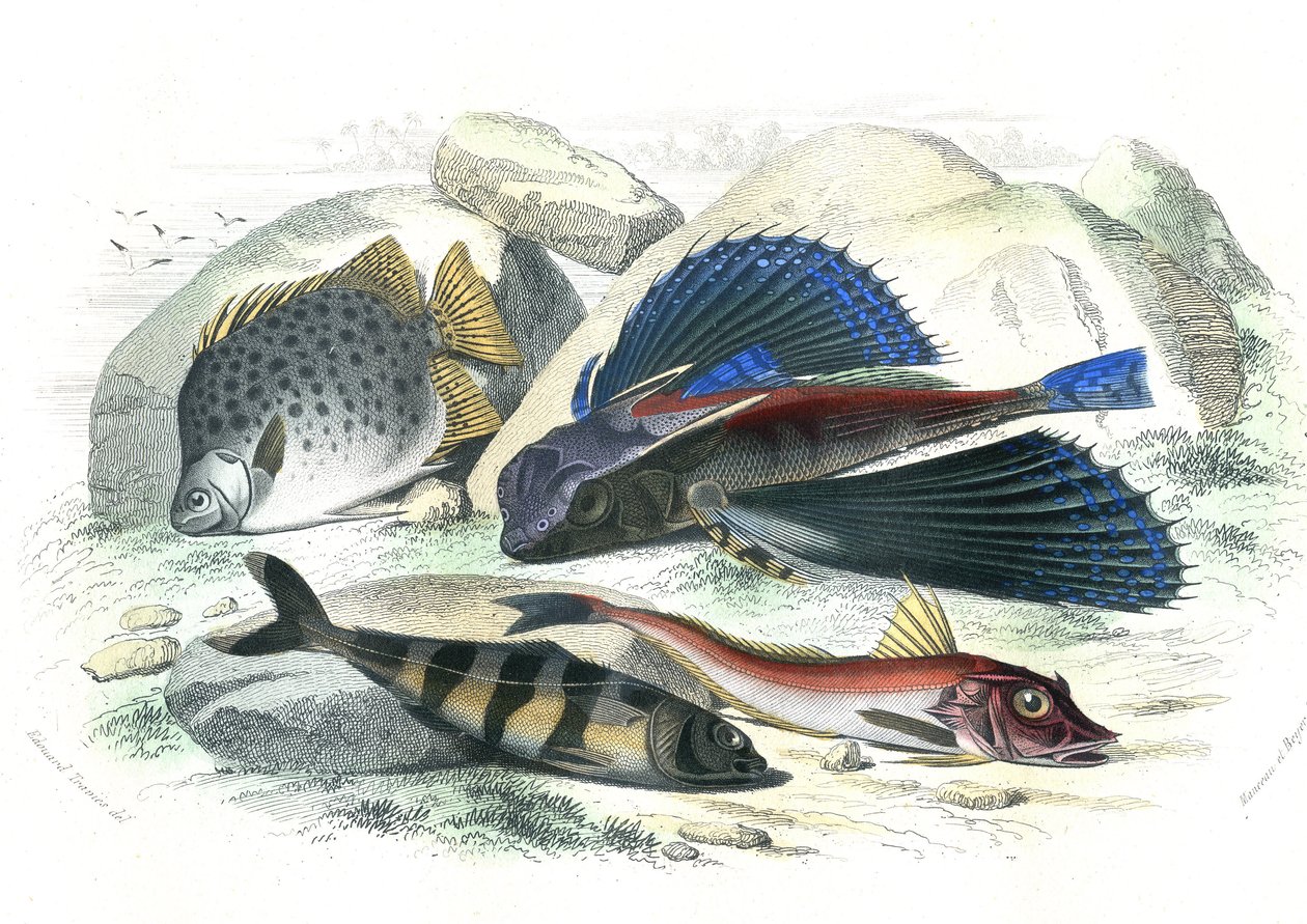 Dactyloptere pirapede (Dactylopterus pirapeda) létající ryba, Chetodon argus (scatophagus argus), centronote pilote (echeneis naucrate), Trigle Lyre (Genicanthus Melanospilos) - deska extrahovaná z Histoire Naturelle od Bernarda Germain de Lacepede (19285 od French School