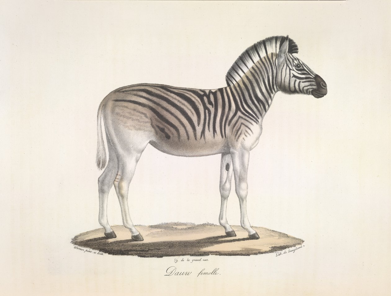 Dauw samice. Pruhovaná quagga nebo Burchellova zebra z Jižní Afriky (Asinus Burchellii), z Natural History of savců (barva litho) od French School