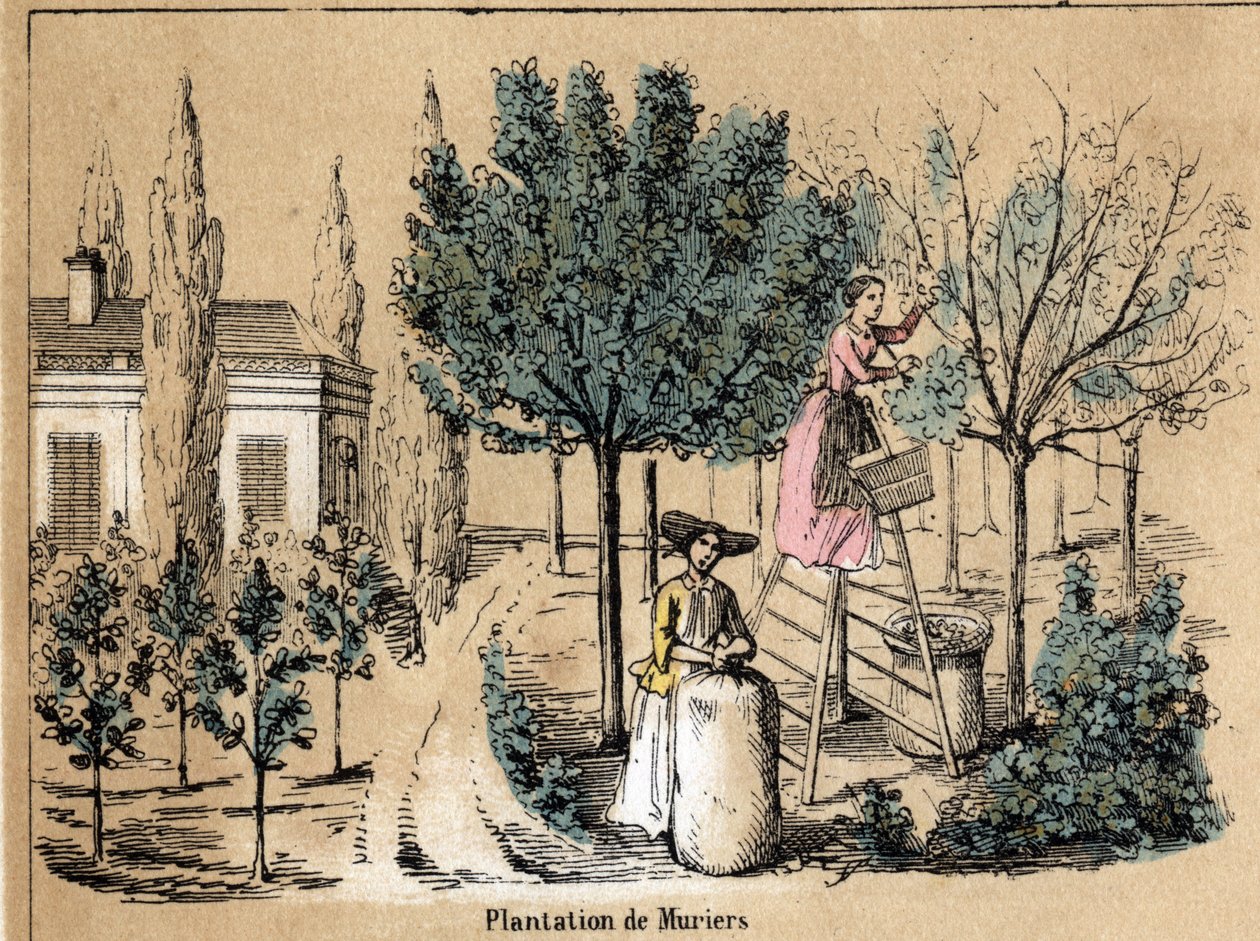 Popis plodiny a hedvábných produktů: výsadba murierů. Talíř “” la soie”” v “” les Recreations instructives”” Synoptický obraz od Julese DELBRUCKA, rytina z roku 1860. Soukromá sbírka. od French School
