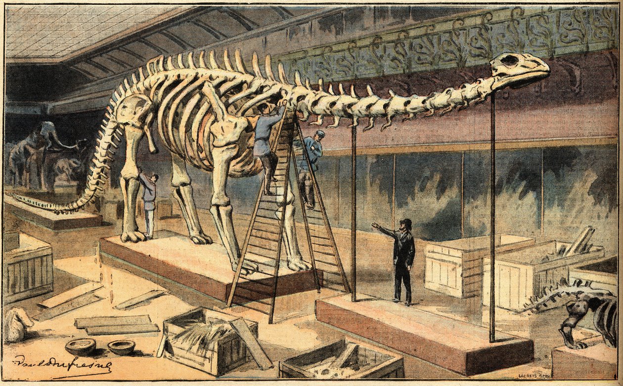 Fosilie Diplodocus v přírodovědném muzeu v Paříži. Rytina z novin "Le Petit Parisien" od French School