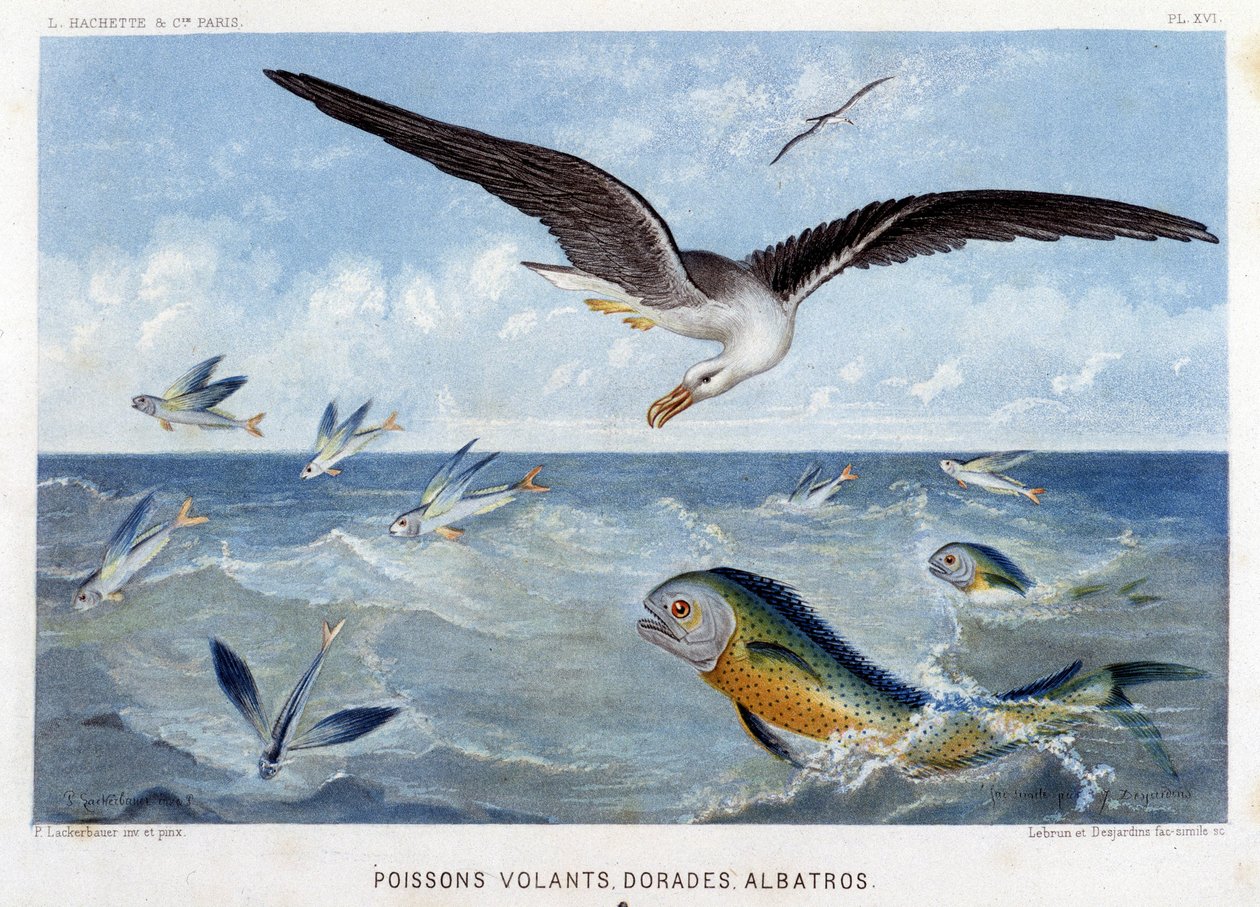 Dorades, Pisces volants, Albatros - in "Le Monde de la Mer" by Alfred Fredol. ed. Paris, Hachette. od French School