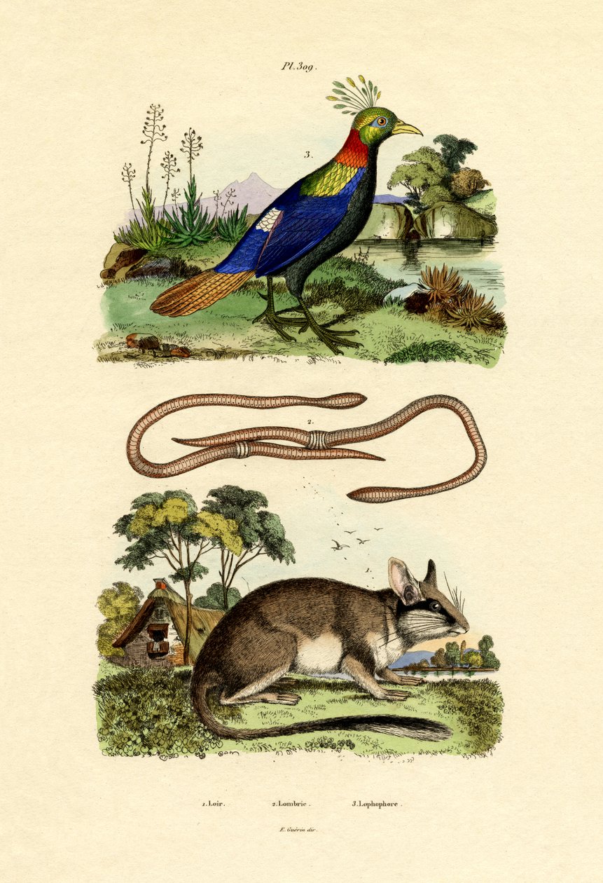 Plch, 1833-39 od French School